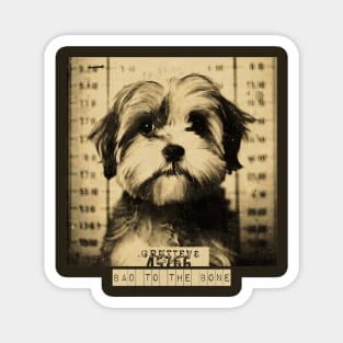 Bad to the Bone: A Mugshot of a Criminal Shih Poo Dog" Magnet