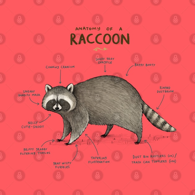 Anatomy of a Raccoon by Sophie Corrigan