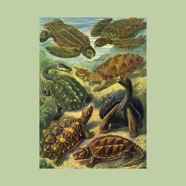 Sea Turtles and Tortoises, Chelonia by Ernst Haeckel by MasterpieceCafe