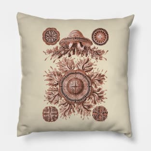 Ernst Haeckel Discomedusae Jellyfish Plate 28 Coral Pillow