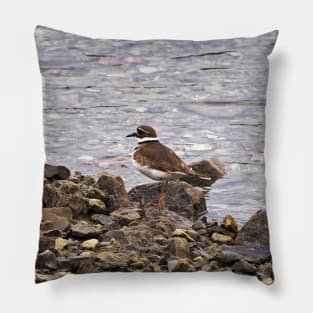 Killdeer Bird Standing On A Rocky Shore Pillow