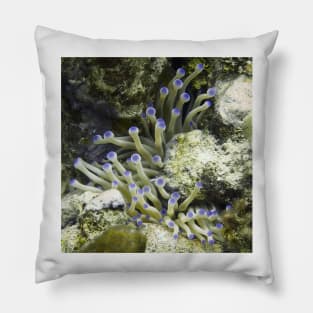 Purple Tipped Giant White Sea Anemone Pillow