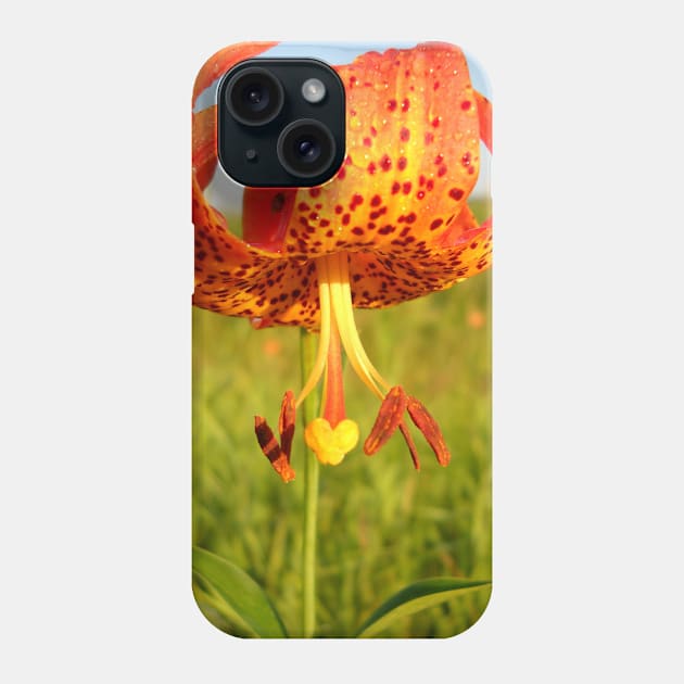 Lovely Orange Spotted Tiger Lily Phone Case by NiftyGaloot