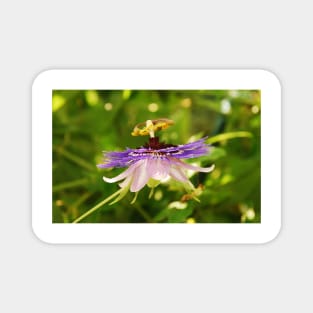 Purple Haze Passiflora Magnet