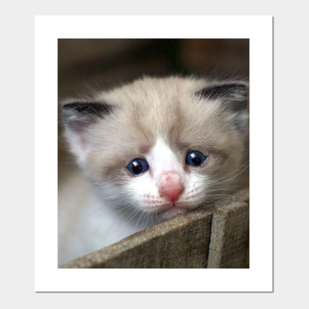 Sad Cat Crying Cat Cute Meme Sad Cat Crying Cat Cute Meme Poster Und Kunst Teepublic De