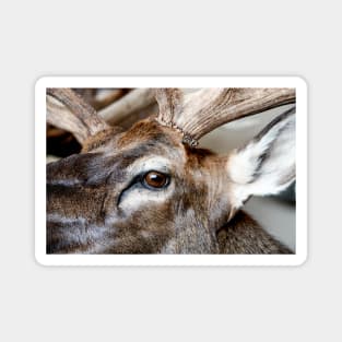 Caribou Head Magnet