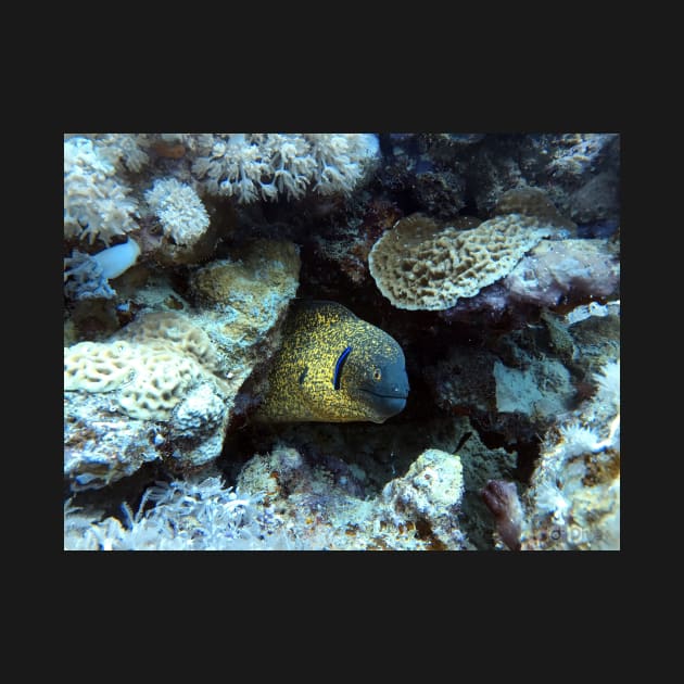 moray eel by likbatonboot