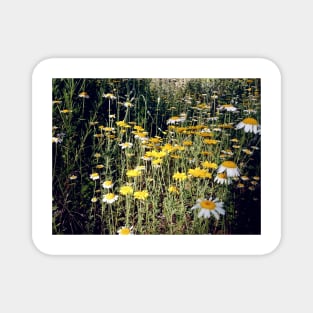 Dyer's chamomile Magnet