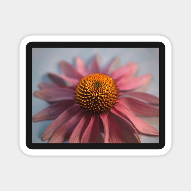 Purple Coneflower Magnet by dawn2dawn