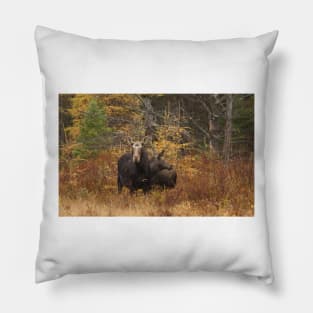 Moose - Algonquin Park, Canada Pillow