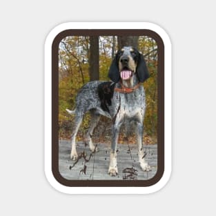 BLUETICK COONHOUND Magnet