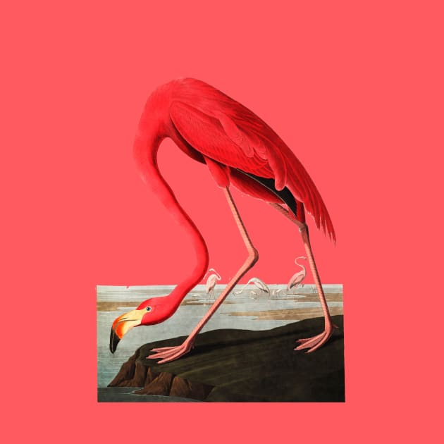 John J, Audubon Greater Flamingo by Dystopianpalace