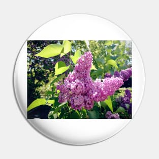 Lilacs bloom Pin