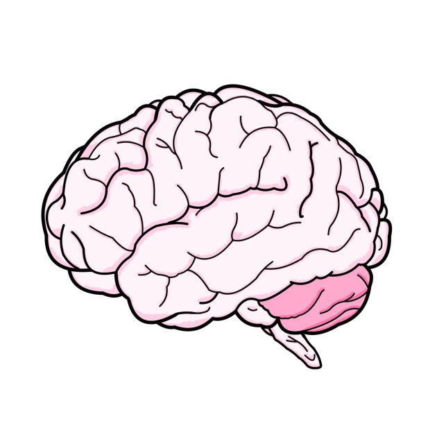 Colorful Brain Line Art small by Organoleptic