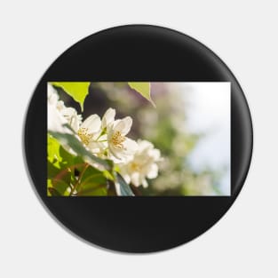 Sweet mock-orange (Philadelphus coronarius) flowers Pin