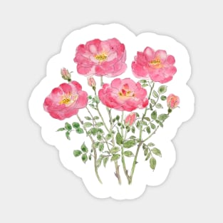 pink rose watercolor Magnet