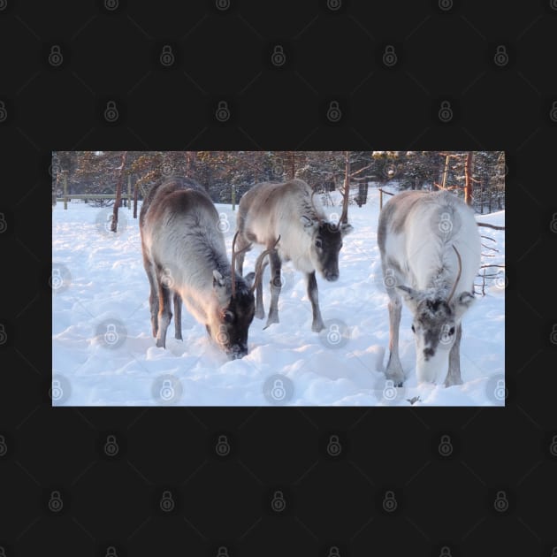 Feeding the reindeer in the snow by Aurealis