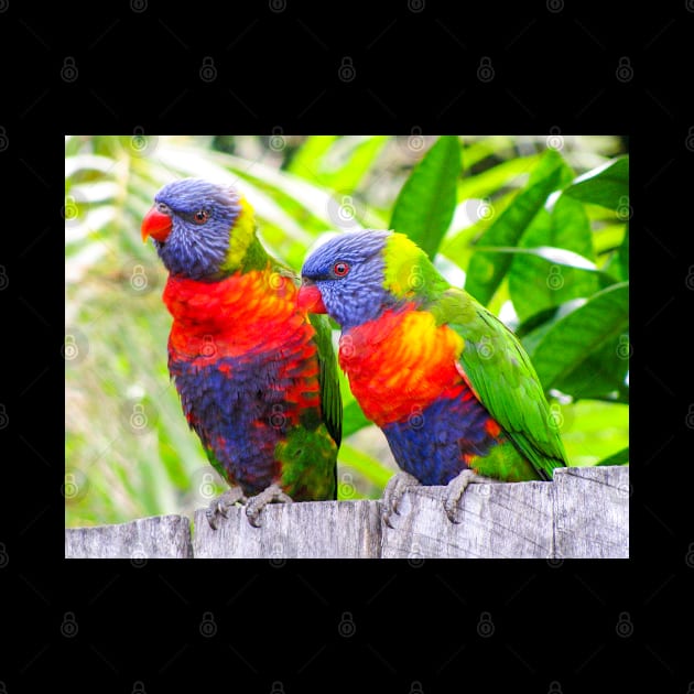 Rainbow Lorikeets by Upbeat Traveler