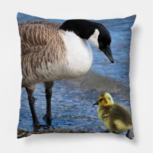 Canada Goose and Its Gosling Along The Shore Pillow