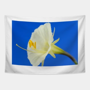 Narcissus romieuxii  &#39;Treble Chance&#39;  Hoop petticoat daffodil  Division 10  Bulbocodium Tapestry