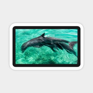 Dolphins playing Magnet