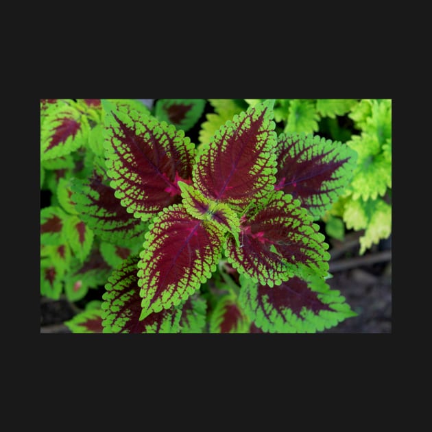 Red and green coleus plant leaves by likbatonboot