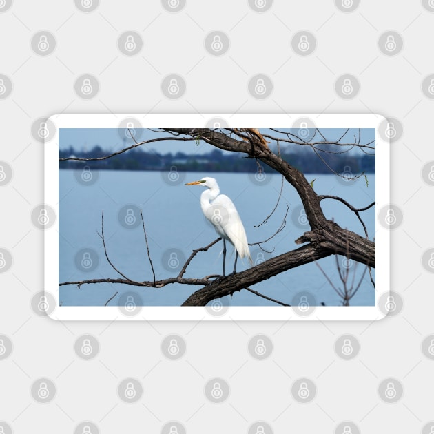 A Great Egret Standing Magnet by BackyardBirder