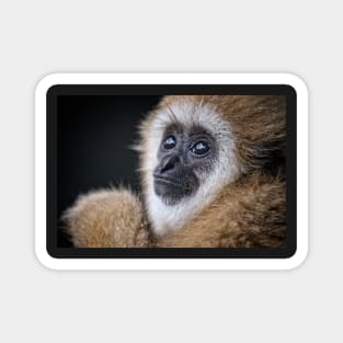 Young Gibbon with beautiful eyes Magnet