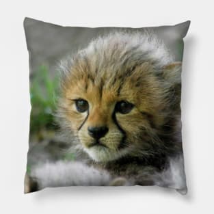 Cheetah 003 Pillow