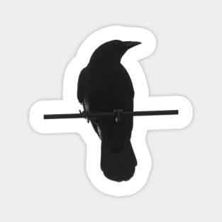 crow on a wire Magnet