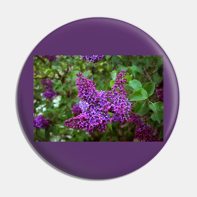 Vivid Purple Lilacs Pin by SeaChangeDesign