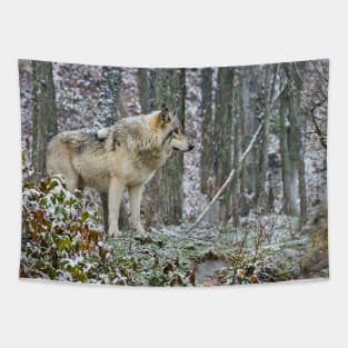 Gray Wolf In Winter Tapestry