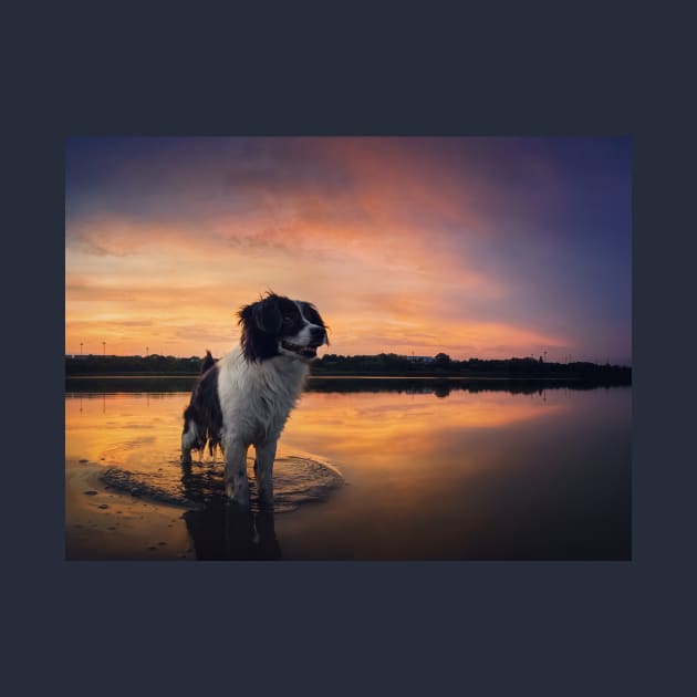 beautiful dog at sunset by psychoshadow