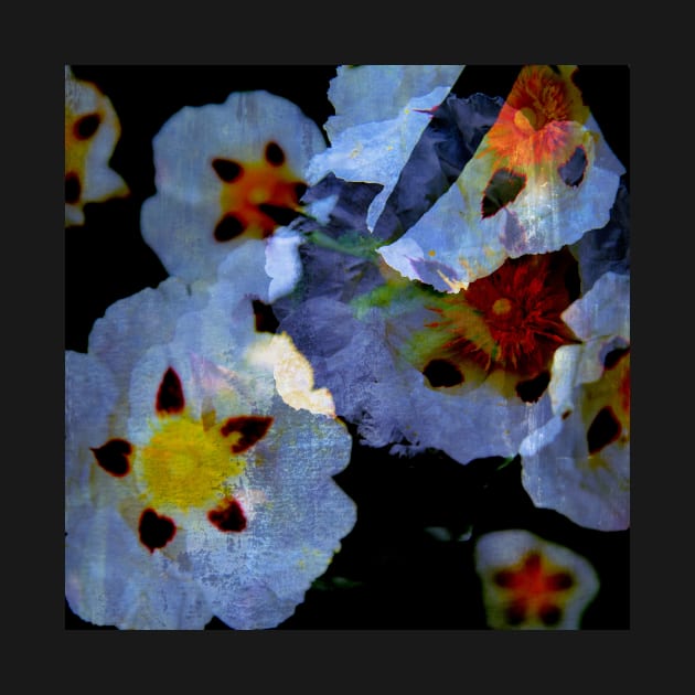 Esteva - Cistus | Floral photomanipulation by WesternExposure