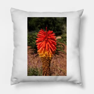Red desert flower Pillow