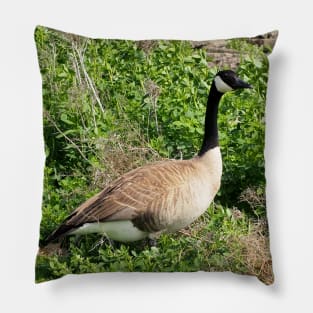 Canada Goose Resting In a Bush Pillow