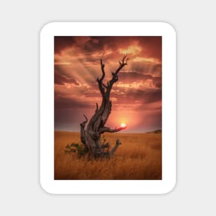 weathered tree  field of golden Magnet