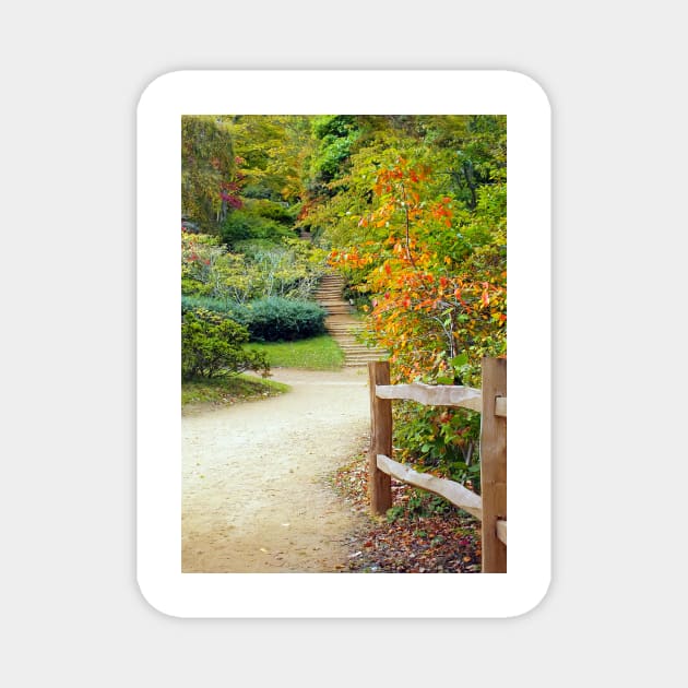 autumn leaves along a pathway Magnet by pinkal