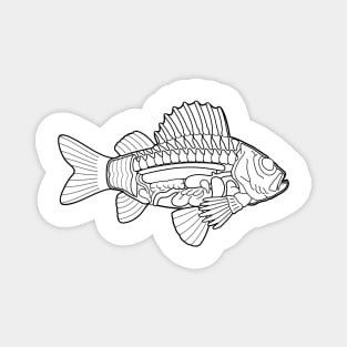 Fish Anatomy Ichthyology Line Drawing Magnet