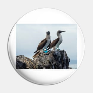 Blue-footed Boobies Pin