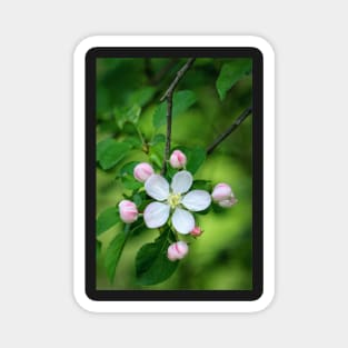 Spring Blossoms Magnet