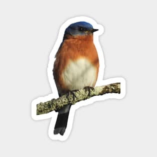 Eastern Bluebird Magnet