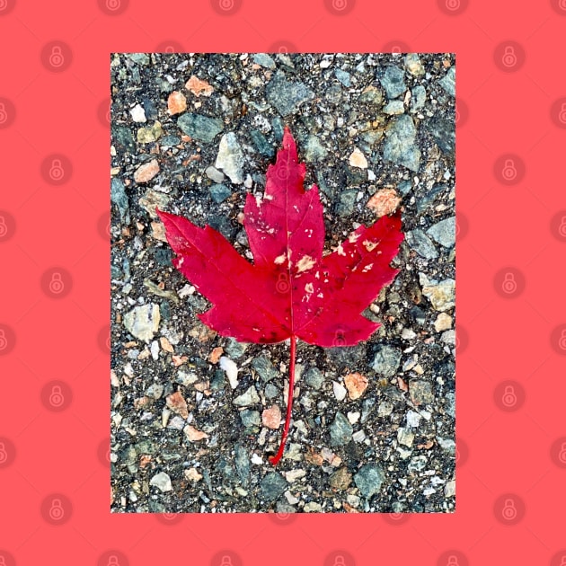 Red Maple Leaf by Musing Life