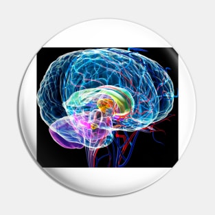 Brain anatomy, artwork (F003/0042) Pin