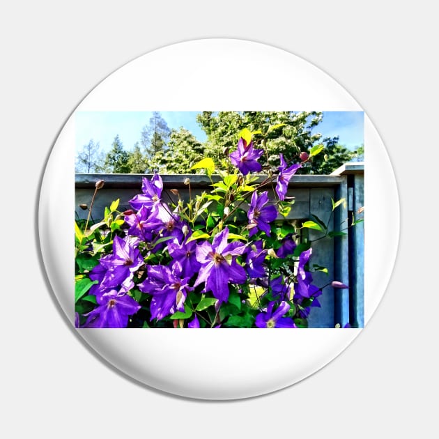 Clematis - Solina Clematis on Fence Pin by SusanSavad