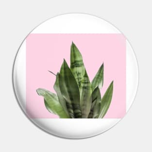 Pastel snake plant Pin