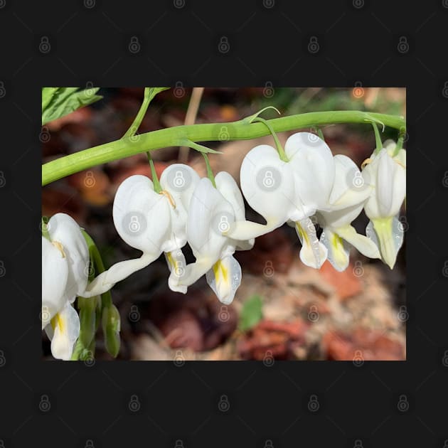 White Bleeding Hearts by ElisabethFriday