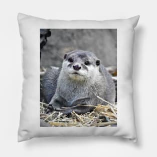 Asian Small-Clawed Otter Pillow