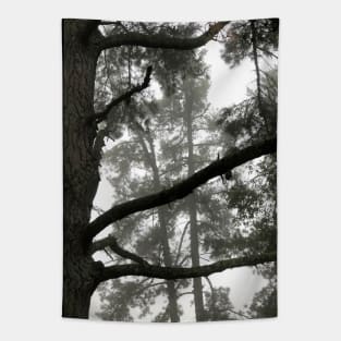 Foggy Woods - Grey Morning Fog in a Redwood Forest - Black and White Trees Tapestry