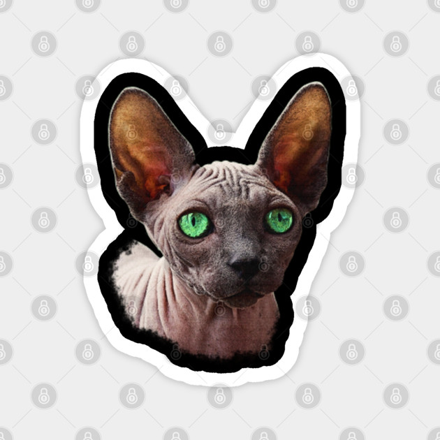 Naked Cat Sphynx Cat Sphynx Cats Magnet Teepublic
